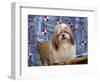 Portrait of a Shih Tzu-Zandria Muench Beraldo-Framed Photographic Print