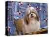 Portrait of a Shih Tzu-Zandria Muench Beraldo-Stretched Canvas