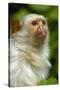 Portrait of a Silvery Marmoset (Mico - Callithrix Argentata)-Daniel Heuclin-Stretched Canvas