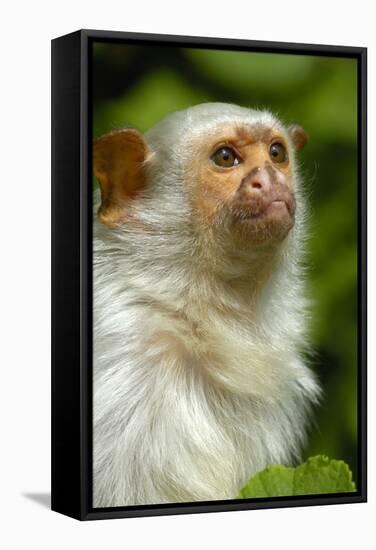 Portrait of a Silvery Marmoset (Mico - Callithrix Argentata)-Daniel Heuclin-Framed Stretched Canvas