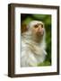 Portrait of a Silvery Marmoset (Mico - Callithrix Argentata)-Daniel Heuclin-Framed Photographic Print