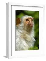 Portrait of a Silvery Marmoset (Mico - Callithrix Argentata)-Daniel Heuclin-Framed Photographic Print