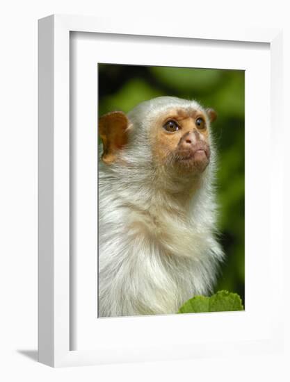 Portrait of a Silvery Marmoset (Mico - Callithrix Argentata)-Daniel Heuclin-Framed Photographic Print