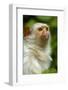 Portrait of a Silvery Marmoset (Mico - Callithrix Argentata)-Daniel Heuclin-Framed Photographic Print