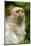 Portrait of a Silvery Marmoset (Mico - Callithrix Argentata)-Daniel Heuclin-Mounted Photographic Print