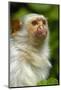 Portrait of a Silvery Marmoset (Mico - Callithrix Argentata)-Daniel Heuclin-Mounted Photographic Print