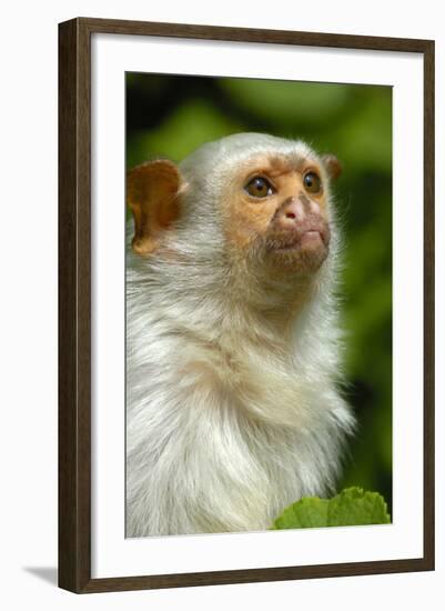 Portrait of a Silvery Marmoset (Mico - Callithrix Argentata)-Daniel Heuclin-Framed Photographic Print