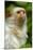 Portrait of a Silvery Marmoset (Mico - Callithrix Argentata)-Daniel Heuclin-Mounted Photographic Print