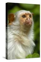 Portrait of a Silvery Marmoset (Mico - Callithrix Argentata)-Daniel Heuclin-Stretched Canvas