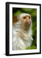 Portrait of a Silvery Marmoset (Mico - Callithrix Argentata)-Daniel Heuclin-Framed Photographic Print