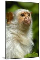 Portrait of a Silvery Marmoset (Mico - Callithrix Argentata)-Daniel Heuclin-Mounted Photographic Print