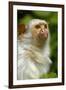 Portrait of a Silvery Marmoset (Mico - Callithrix Argentata)-Daniel Heuclin-Framed Photographic Print