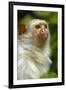 Portrait of a Silvery Marmoset (Mico - Callithrix Argentata)-Daniel Heuclin-Framed Photographic Print