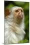 Portrait of a Silvery Marmoset (Mico - Callithrix Argentata)-Daniel Heuclin-Mounted Photographic Print