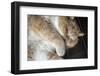 Portrait of a sleeping purebred exotic shorthair domestic cat. (PR)-Janet Horton-Framed Photographic Print