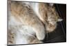 Portrait of a sleeping purebred exotic shorthair domestic cat. (PR)-Janet Horton-Mounted Photographic Print