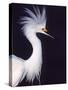 Portrait of a Snowy Egret in Breeding Plumage, Ding Darling NWR, Sanibel Island, Florida, USA-Charles Sleicher-Stretched Canvas