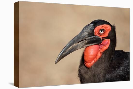 Portrait of a Southern Ground Hornbill; Bucorvus Leadbeateri; South Africa-Johan Swanepoel-Stretched Canvas