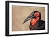 Portrait of a Southern Ground Hornbill; Bucorvus Leadbeateri; South Africa-Johan Swanepoel-Framed Photographic Print