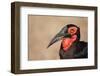 Portrait of a Southern Ground Hornbill; Bucorvus Leadbeateri; South Africa-Johan Swanepoel-Framed Photographic Print