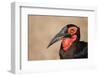 Portrait of a Southern Ground Hornbill; Bucorvus Leadbeateri; South Africa-Johan Swanepoel-Framed Photographic Print