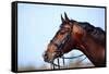 Portrait of A Sports Brown Horse.-AZALIA-Framed Stretched Canvas