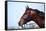 Portrait of A Sports Brown Horse.-AZALIA-Framed Stretched Canvas