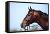 Portrait of A Sports Brown Horse.-AZALIA-Framed Stretched Canvas