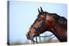 Portrait of A Sports Brown Horse.-AZALIA-Stretched Canvas