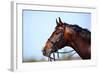 Portrait of A Sports Brown Horse.-AZALIA-Framed Photographic Print