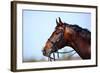 Portrait of A Sports Brown Horse.-AZALIA-Framed Photographic Print