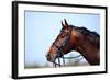 Portrait of A Sports Brown Horse.-AZALIA-Framed Photographic Print