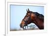 Portrait of A Sports Brown Horse.-AZALIA-Framed Photographic Print