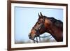 Portrait of A Sports Brown Horse.-AZALIA-Framed Photographic Print