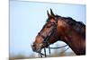 Portrait of A Sports Brown Horse.-AZALIA-Mounted Photographic Print