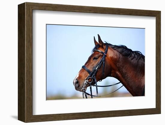 Portrait of A Sports Brown Horse.-AZALIA-Framed Photographic Print