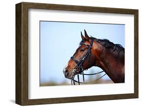 Portrait of A Sports Brown Horse.-AZALIA-Framed Photographic Print