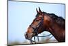 Portrait of A Sports Brown Horse.-AZALIA-Mounted Photographic Print