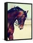 Portrait of A Sports Horse.-AZALIA-Framed Stretched Canvas