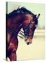 Portrait of A Sports Horse.-AZALIA-Stretched Canvas