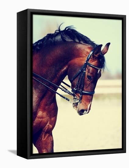 Portrait of A Sports Horse.-AZALIA-Framed Stretched Canvas