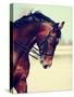 Portrait of A Sports Horse.-AZALIA-Stretched Canvas