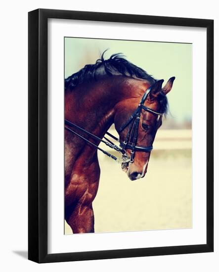 Portrait of A Sports Horse.-AZALIA-Framed Photographic Print