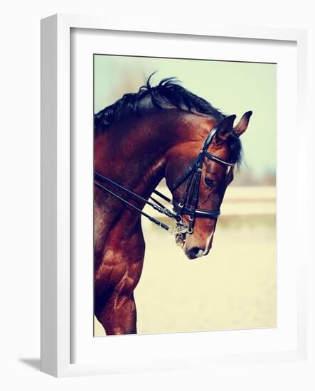 Portrait of A Sports Horse.-AZALIA-Framed Photographic Print