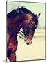Portrait of A Sports Horse.-AZALIA-Mounted Photographic Print