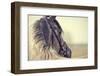 Portrait of a Sports Stallion in a Bridle.-Elya Vatel-Framed Photographic Print