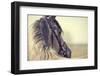 Portrait of a Sports Stallion in a Bridle.-Elya Vatel-Framed Photographic Print