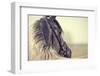 Portrait of a Sports Stallion in a Bridle.-Elya Vatel-Framed Photographic Print