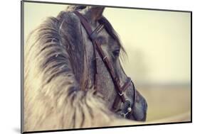 Portrait of a Sports Stallion in a Bridle.-Elya Vatel-Mounted Photographic Print