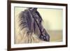 Portrait of a Sports Stallion in a Bridle.-Elya Vatel-Framed Photographic Print